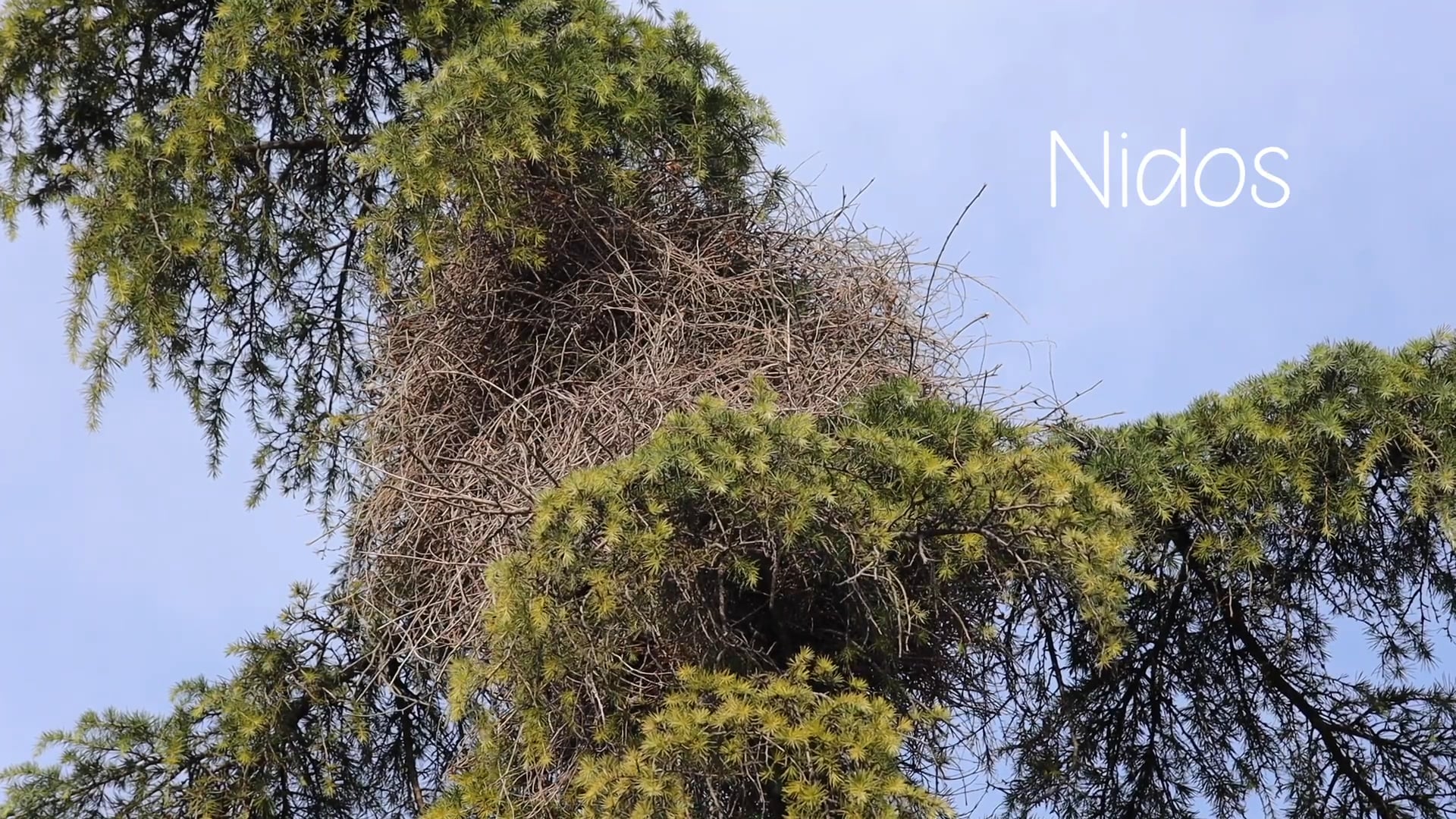 Nidos [campaña crowdfounding]