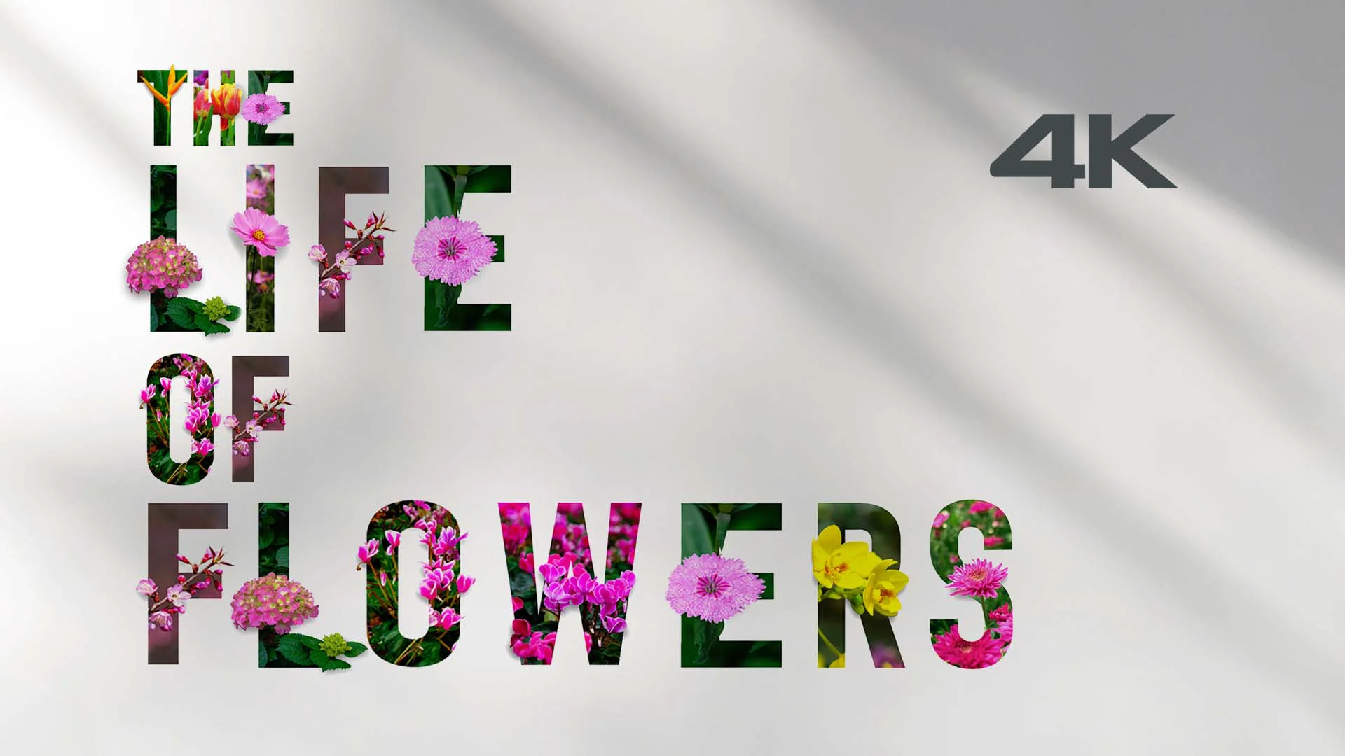 Are flowers of life