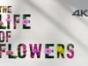 The Life of flowers (Remastered)