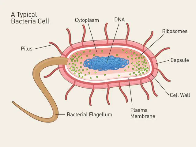 Labeled Diagram Ebola Virus