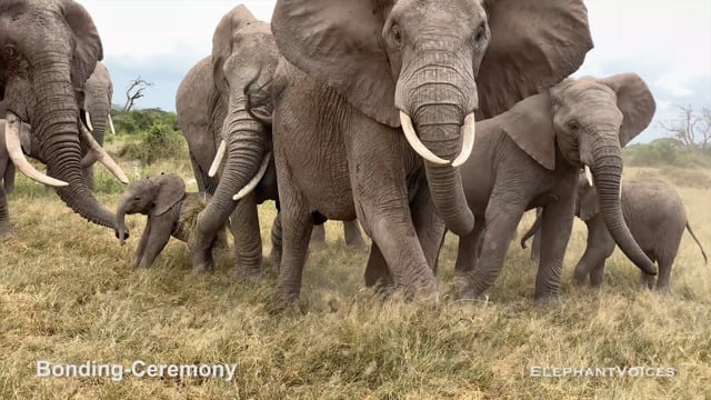 Bonding-Ceremony. Context: Calf Reassurance & Protection (2)