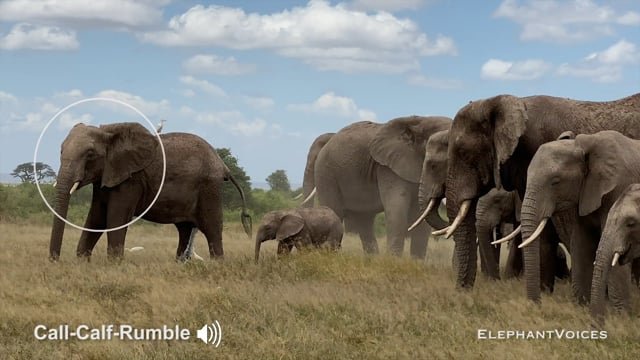 Call-Calf-Rumble. Context: Calf Reassurance & Protection (3)