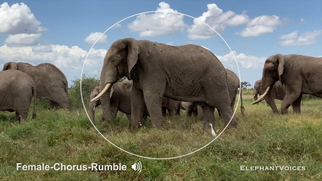 Female-Chorus-Rumble. Context: Advertisement & Attraction (6)