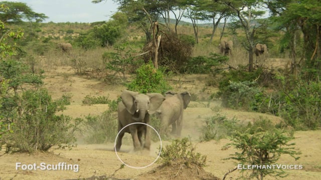 Foot-Scuffing. Context: Attacking & Mobbing (1)