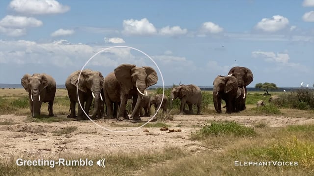 Greeting-Rumble. Context: Affiliative (7)