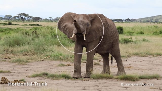 Horizontal-Trunk. Context: Attentive (2)