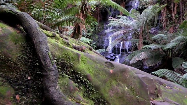 Heesco Town Yarram - The Flora and Fauna (closer than you think)