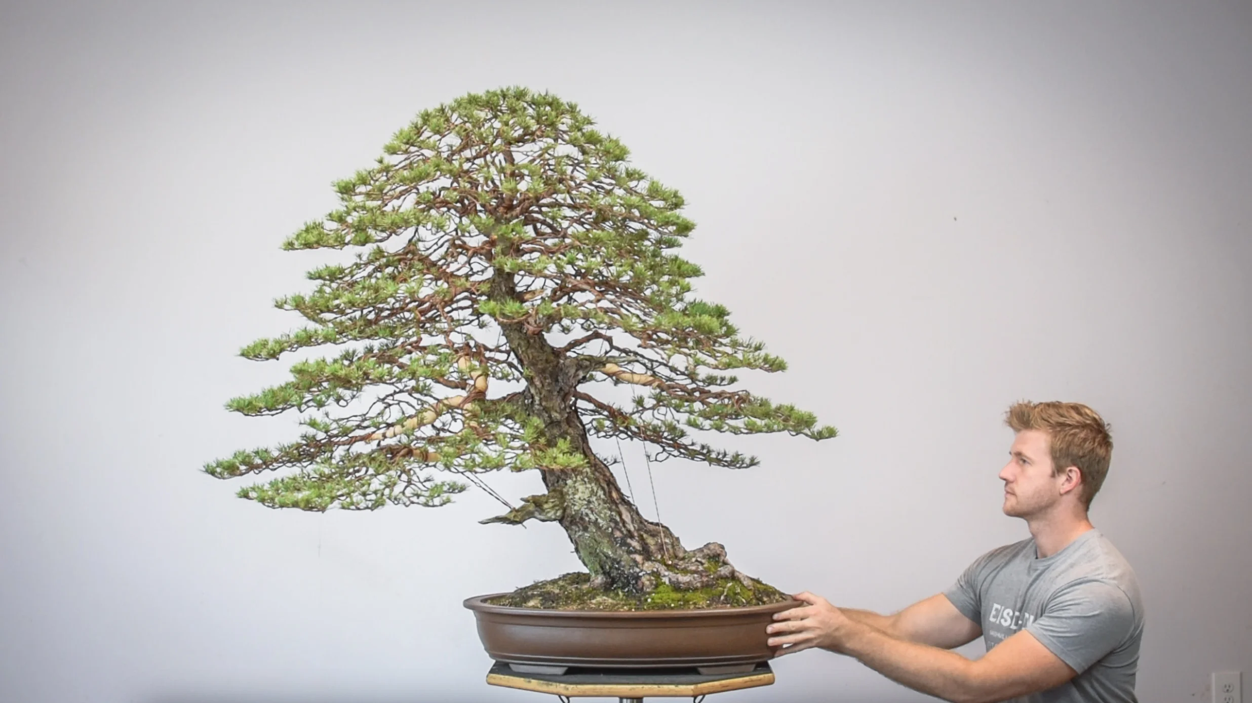 Scots Pine (Sample)