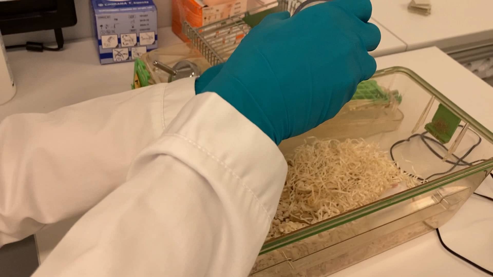 Blood sampling mice from the vena saphena on Vimeo