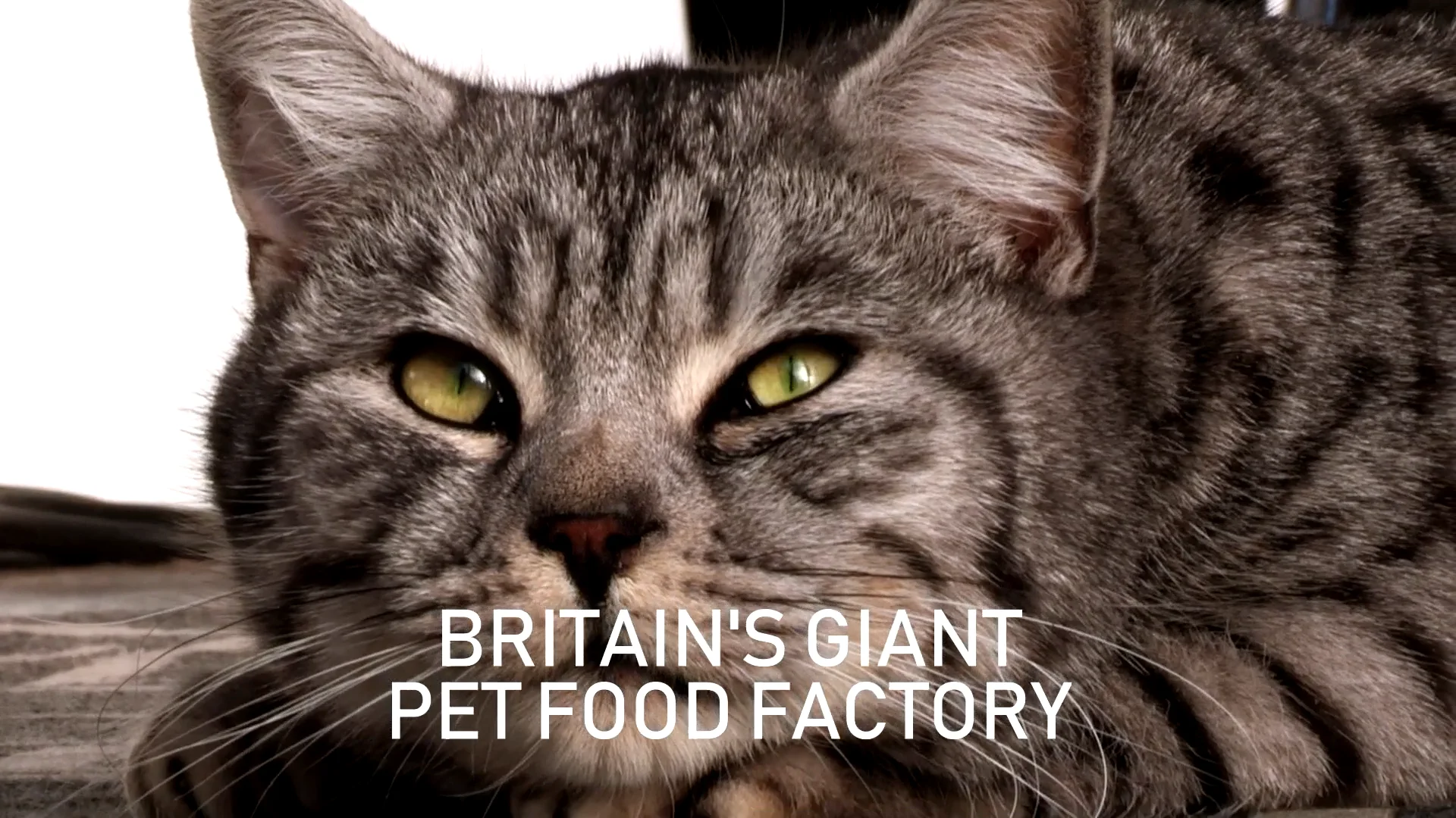 Watch Britain's Giant Pet Food Factory Online Vimeo On Demand on Vimeo