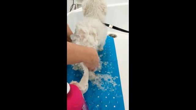 Washing -how to do it in a efficient way and make sure they dog get squeeky clean