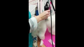 Bichon ( or any woolly coated dog) in a "teddy "trim