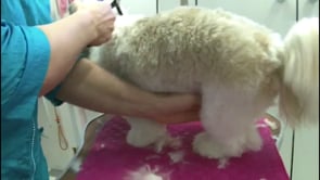How to clip the hygien areas in a safe way to avoid irritation