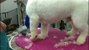 Bichon ( or any woolly coated dog) done with a 3F on body and legs and a cute Asian Fusion inspiredhead