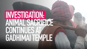 INVESTIGATION_ Animal Sacrifices Continue at the Gadhimai Temple