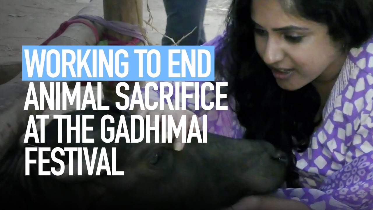 Animal Equality Works to End Animal Sacrifice at the Gadhimai Festival