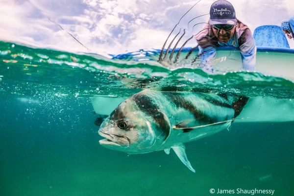 Roosterfish in Baja
