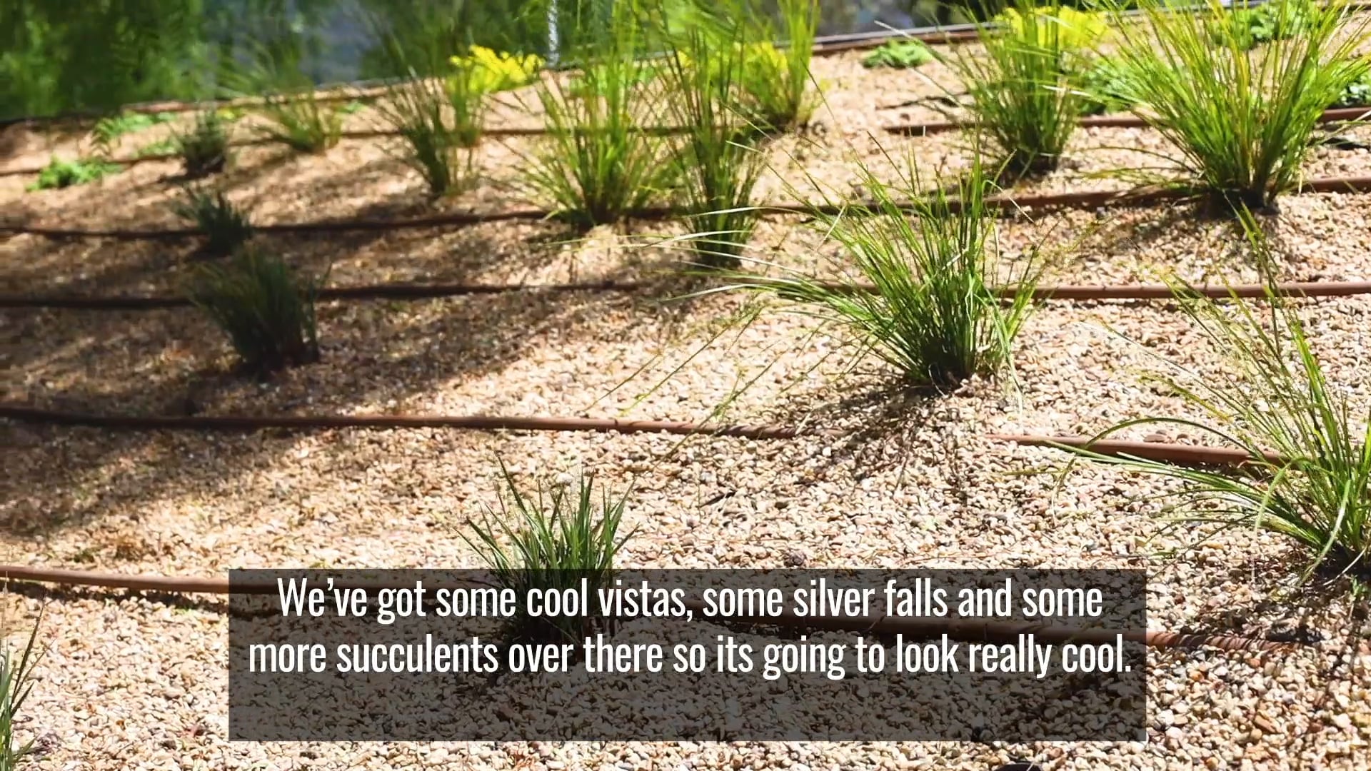 Pepper Tree: Roof Garden Update