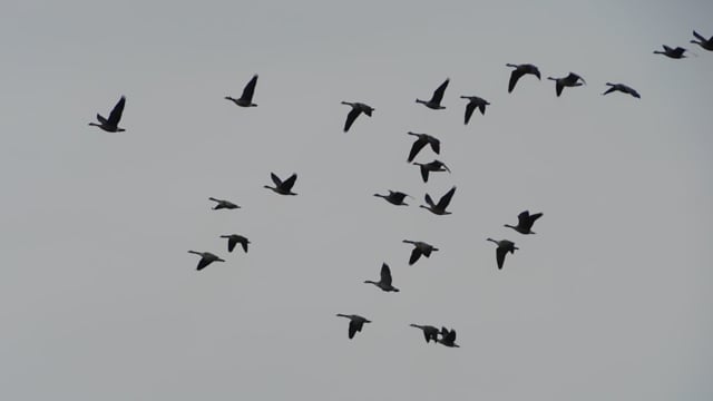 Birds Flying Animal - Free video on Pixabay