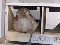 This is &amp;quot;Europa Legenest&amp;quot; by FAIE Handelsgesellschaft mbH on Vimeo, the home for high quality videos and the people who love them.