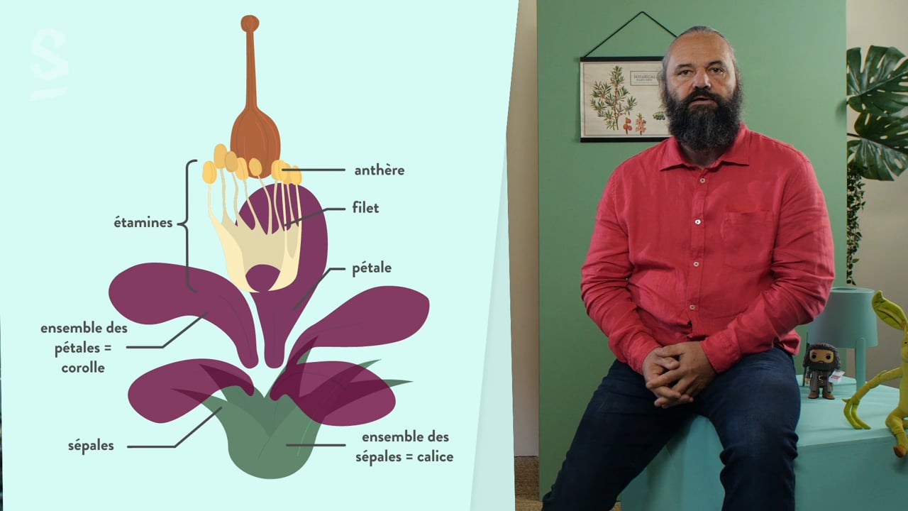 Reproduction De La Plante Entre Vie Fixée Et Mobilité Reproduction de la plante entre vie fixée et mobilité - Tle SVT