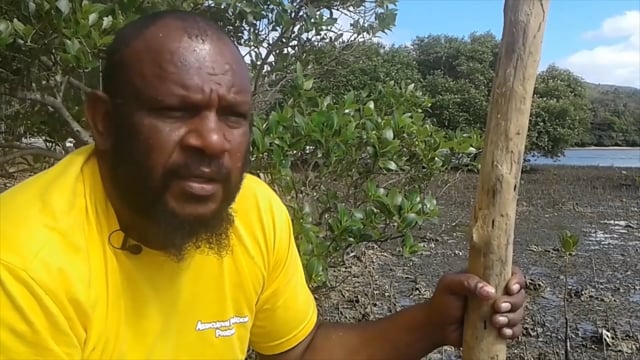 Faire renaitre la mangrove - Vidéo ePOP