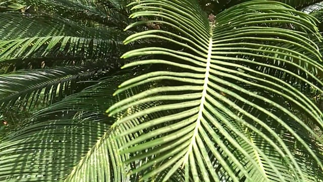 Tree, Cycas, Plant. Free Stock Video - Pixabay