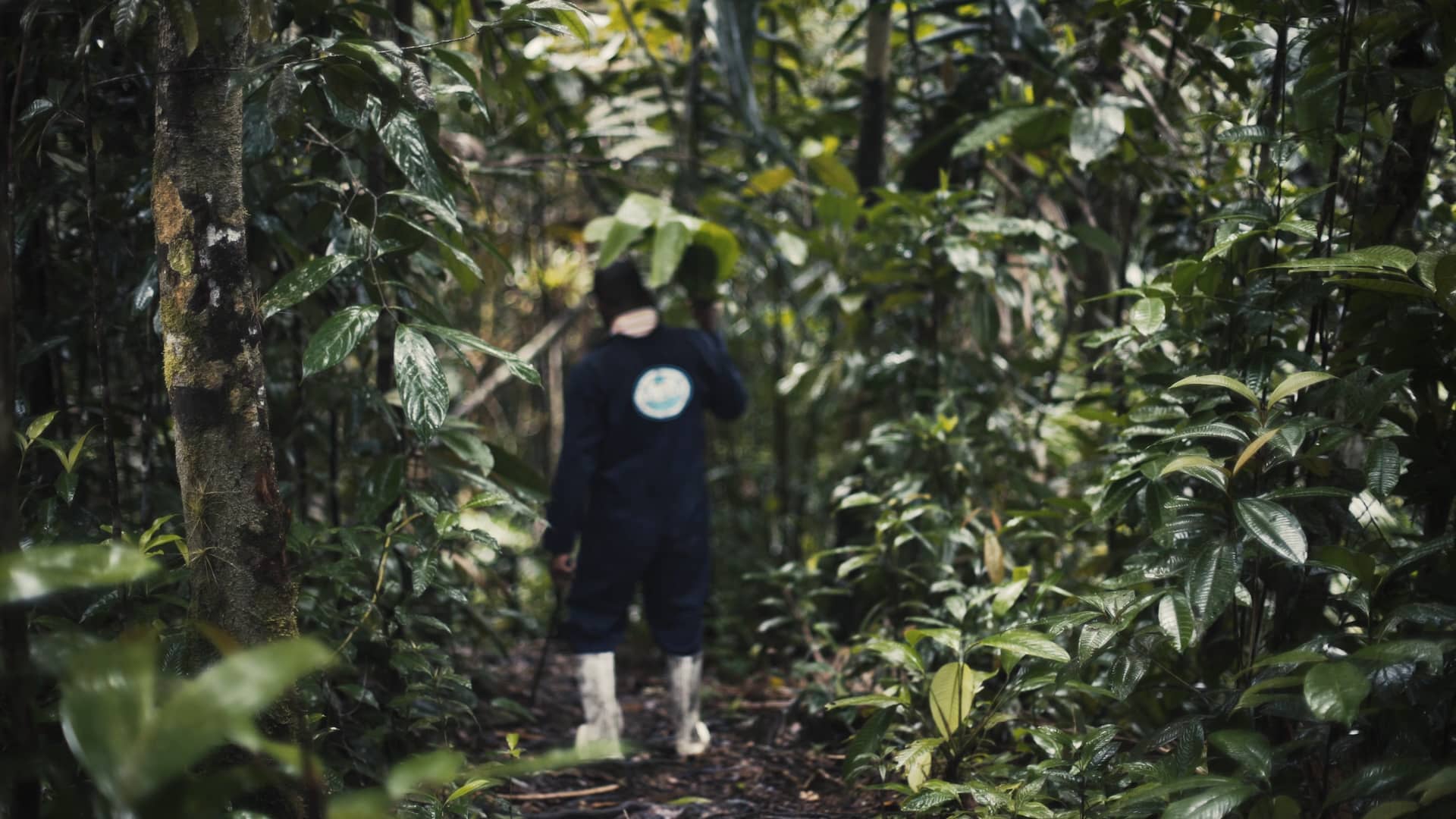 Sonic Forest