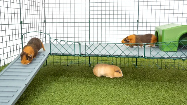 Guinea pig pool store cage