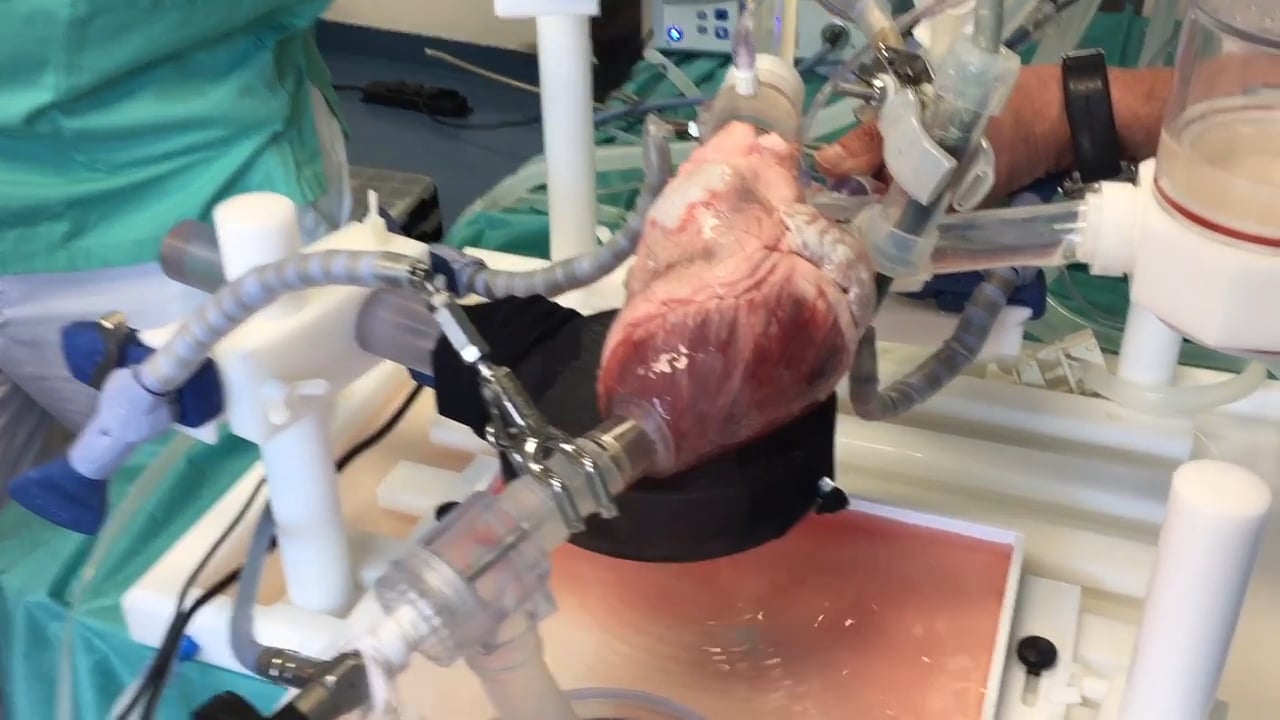 Beating heart porcine high-fidelity simulator for the training of edge ...