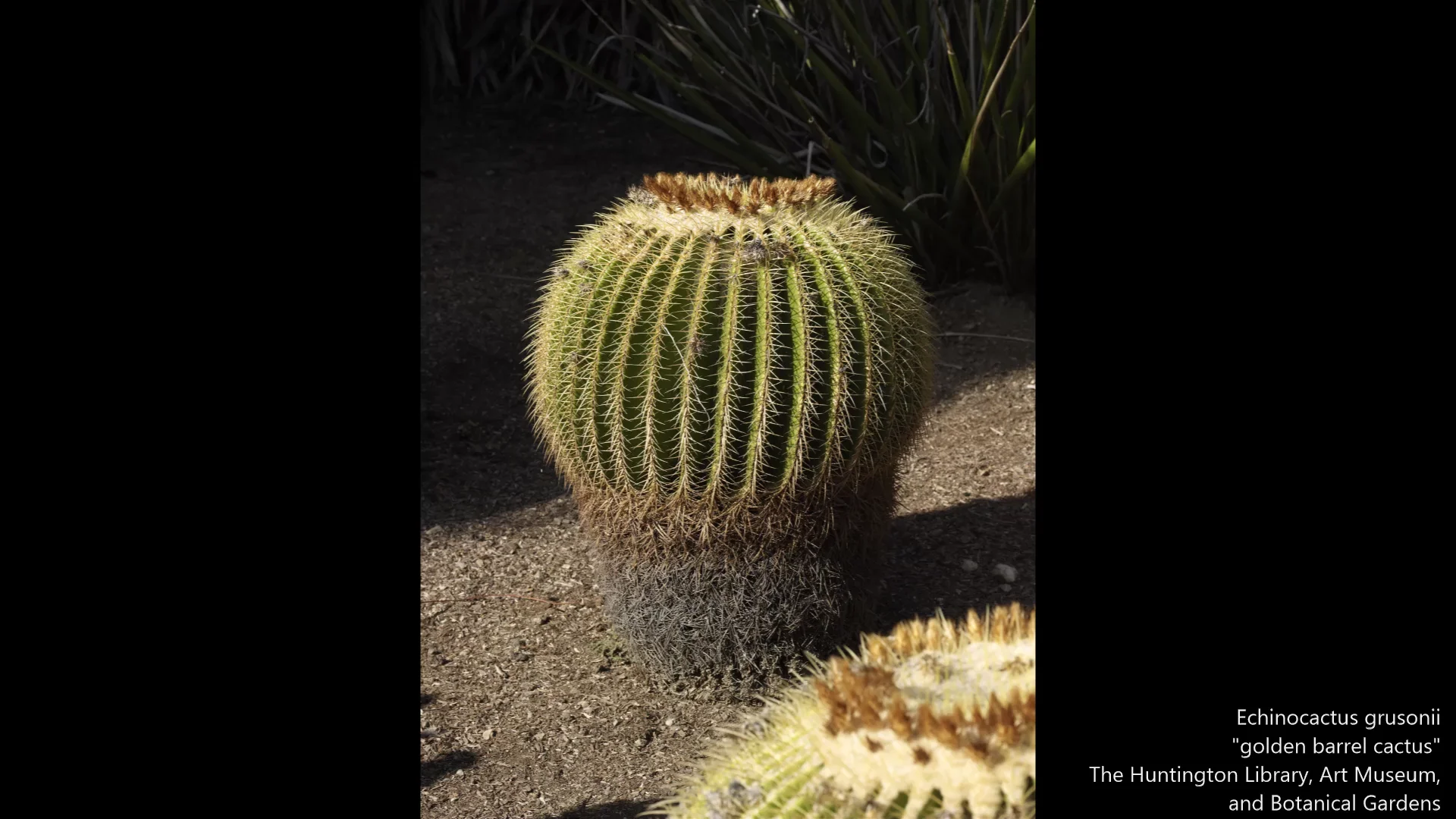 Golden Barrel Cactus | Close Looking at The H