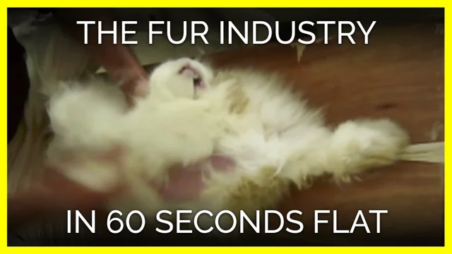 Inside The Fur Farming Industry: Can Fur Be 'Ethical' Or 'Sustainable'?