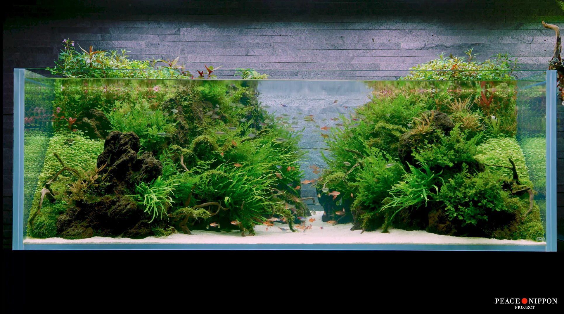 すみだ水族館 自然水景 – Peace Nippon Project