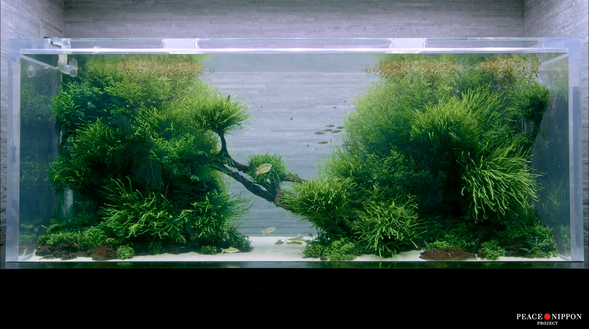 すみだ水族館 自然水景 – Peace Nippon Project