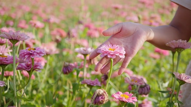 Woman, Flowers, Plants, Field, Garden