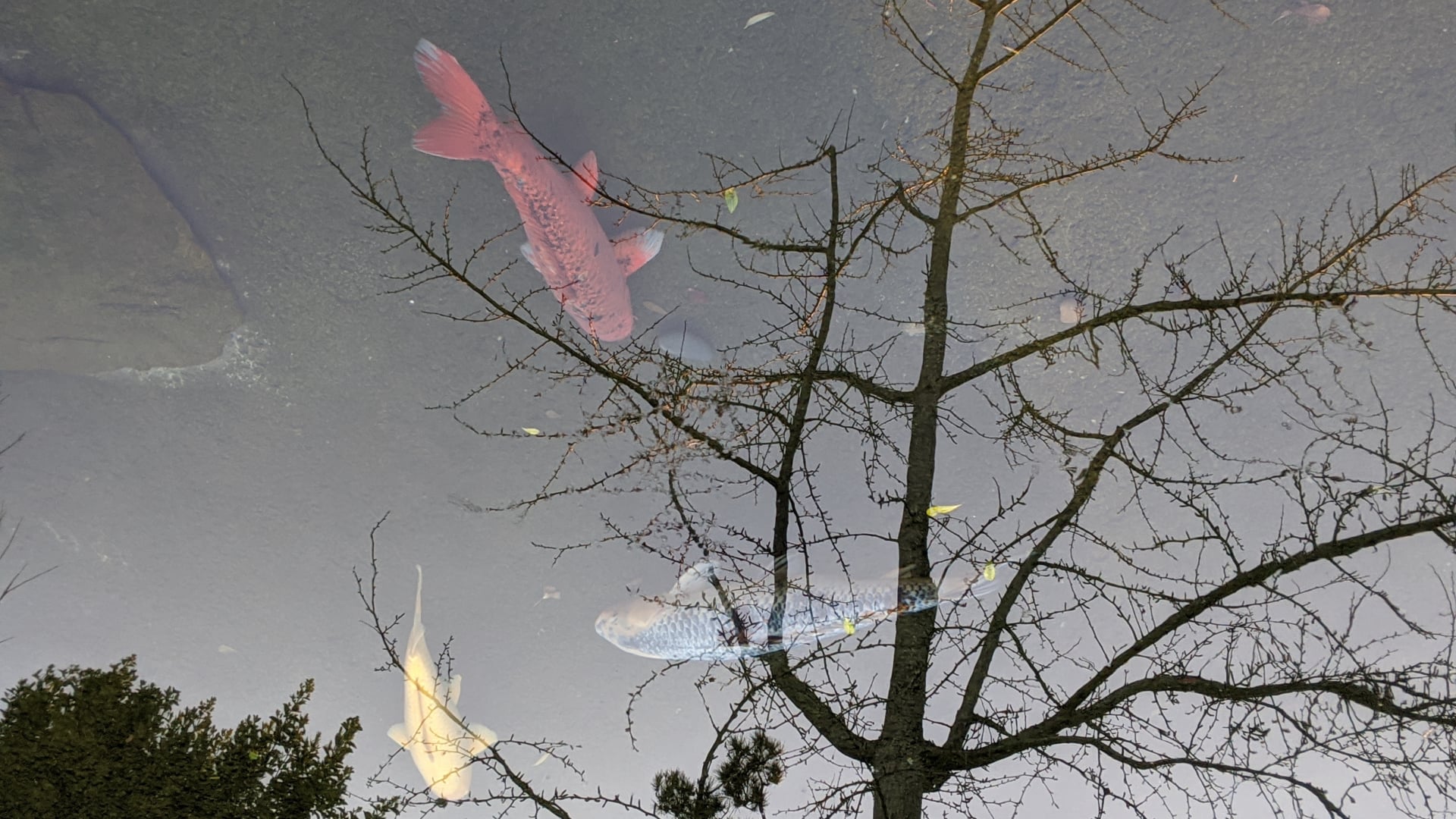 2020 November 27: The Second Noble Truth & the Fabled Thanksgiving Celebration