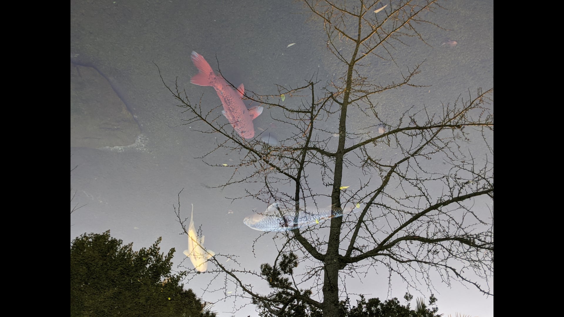 2020 November 27: The Second Noble Truth & the Fabled Thanksgiving Celebration