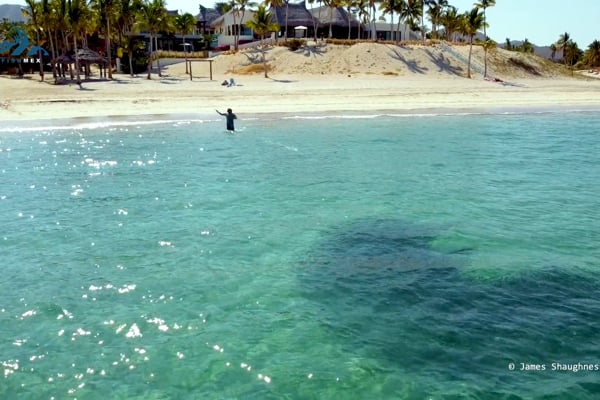 Roosterfish in the Bay