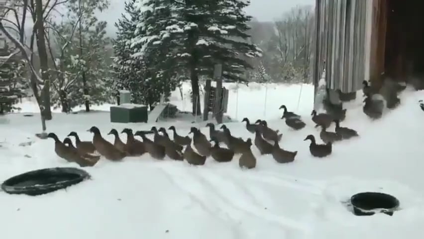 ducks changing their minds winter on Vimeo