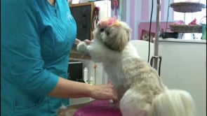 Styling of 2 shihtzus in 2 different ways
