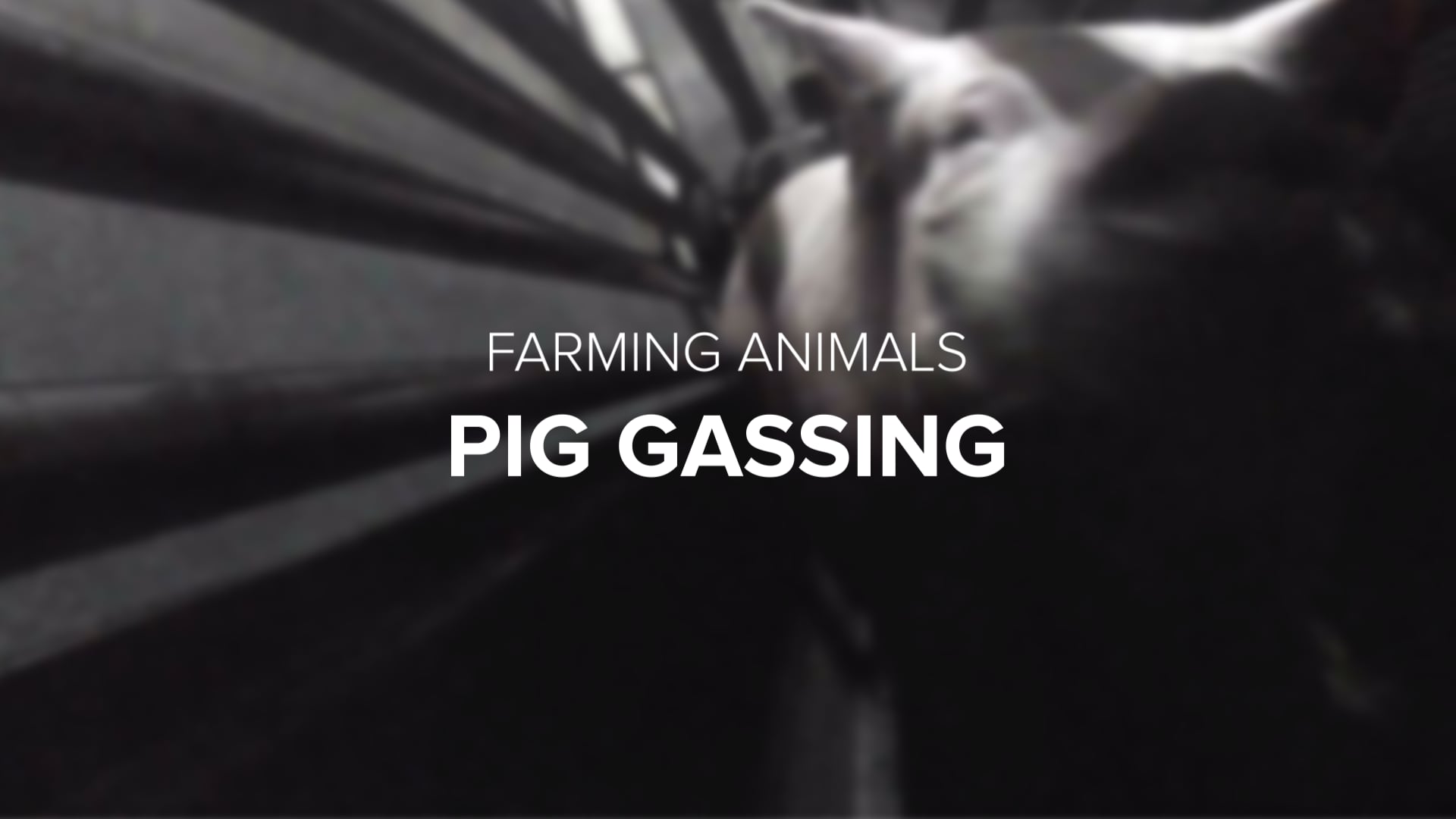 How are animals slaughtered in Australia?  Animals Australia