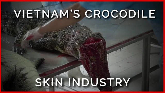 Louis Vuitton & Gucci sell products made from cruelly killed snakes &  lizards: animal rights group PETA -  - News from Singapore,  Asia and around the world