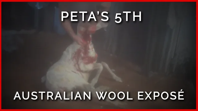 International Exposé: Sheep Killed, Punched, Stomped on, and Cut for Wool
