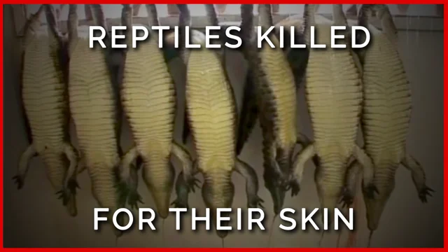 Shocking New Investigation Reveals the Horror Behind Hermès-Owned Crocodile  Farms