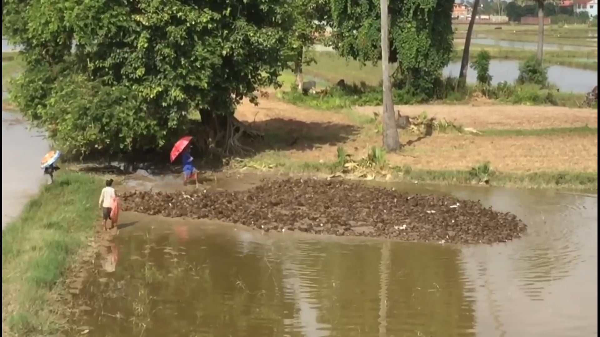 Morning Ducks October 2020 Cambodia