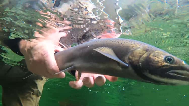 Watershed Fish Release
