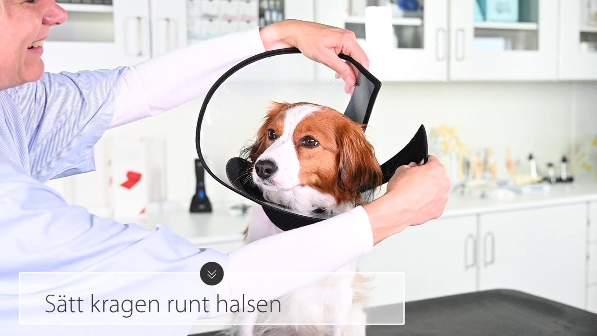 Video to web & download BUSTER Complete Collar SE on Vimeo