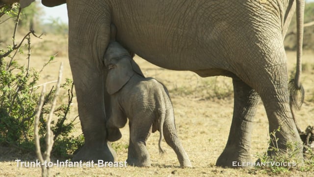 Trunk-to-Infant-at-Breast. Context: Calf Nourishment & Weaning (5)