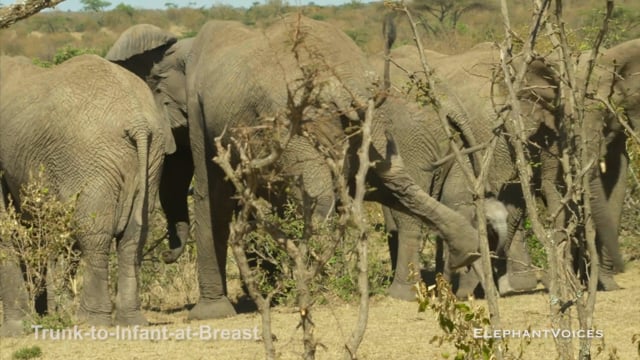 Trunk-to-Infant-at-Breast. Context: Calf Nourishment & Weaning (7)