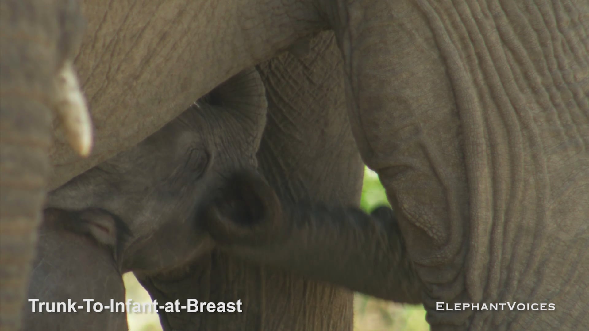 Trunk-to-Infant-at-Breast. Context: Calf Nourishment & Weaning (1)